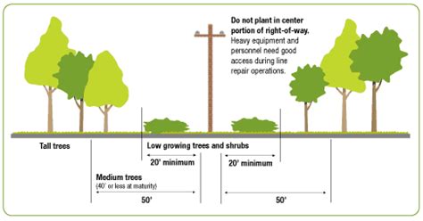 trees growing near transformers